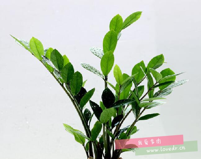 金錢樹有毒嗎?金錢樹葉子發黃怎么辦?