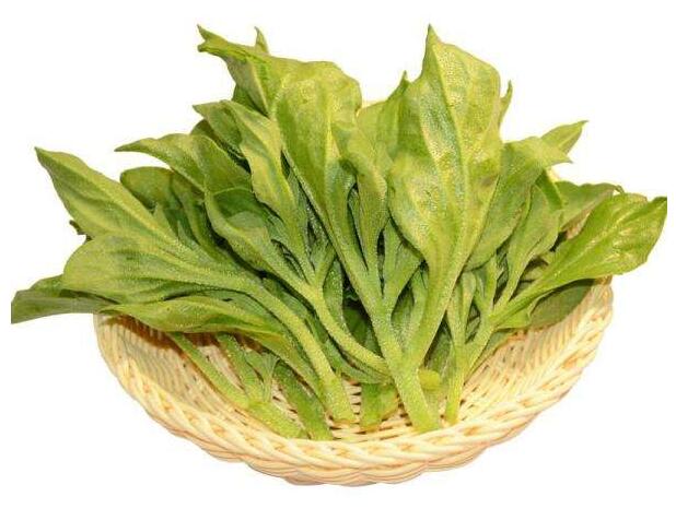 冰菜可以消除脂肪肝,冰葉日中花可預防老年癡呆