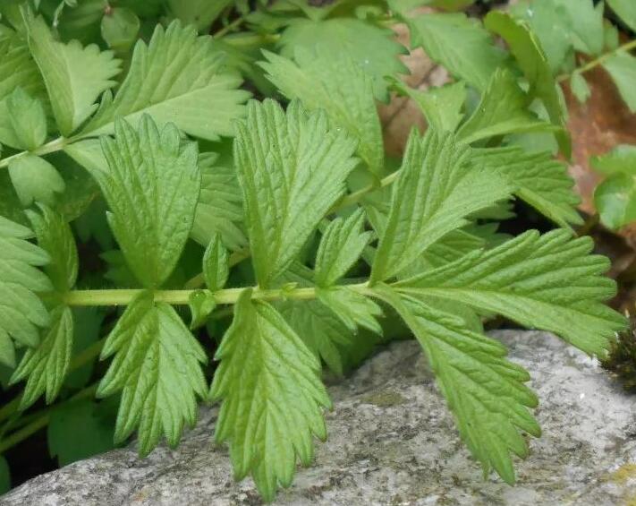 龍芽草不僅能健胃,龍芽草具有很強抗癌功效