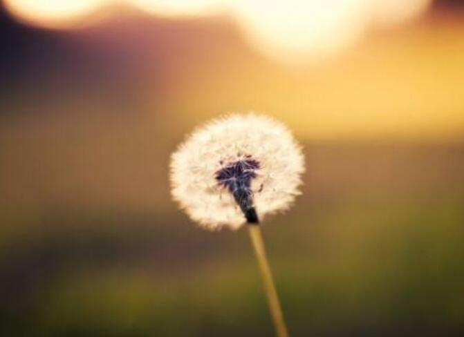 藍血魔域聊天室,悼念完顏厭世是怎么回事?