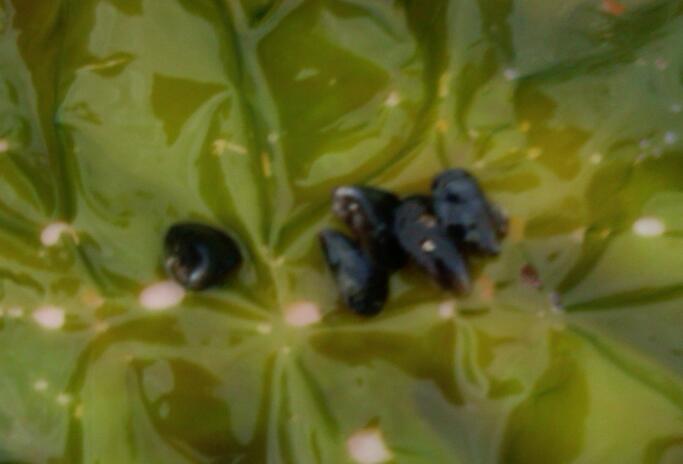 茂名常委統(tǒng)戰(zhàn)部部長李玉楷被雙開,李玉楷黃柏青案