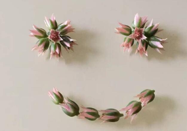 葉藍瑪建新品牌冰王牌狐臭,迪亞特洛夫山徑事件