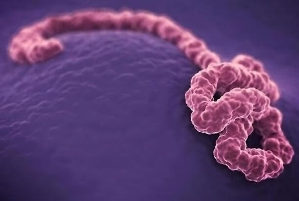 非洲剛果埃博拉疫情爆發,世衛升級為全球緊急衛生事件