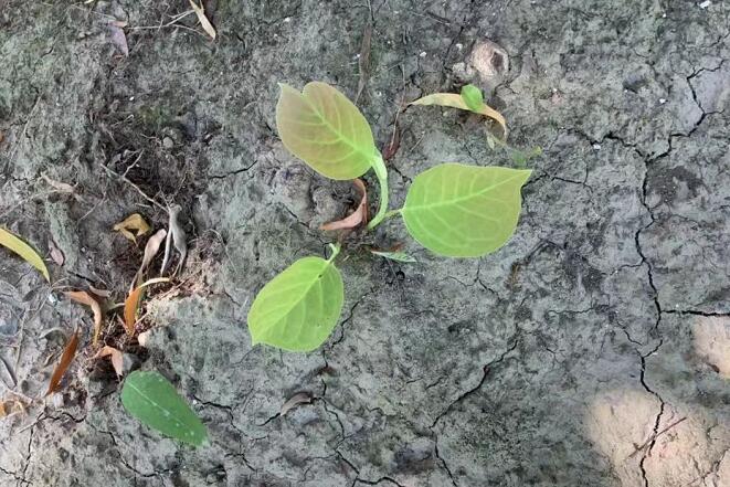 ɣ�~��Ĺ�Ч�c���ü�����,�{���t���Ĺ�Ч�c����