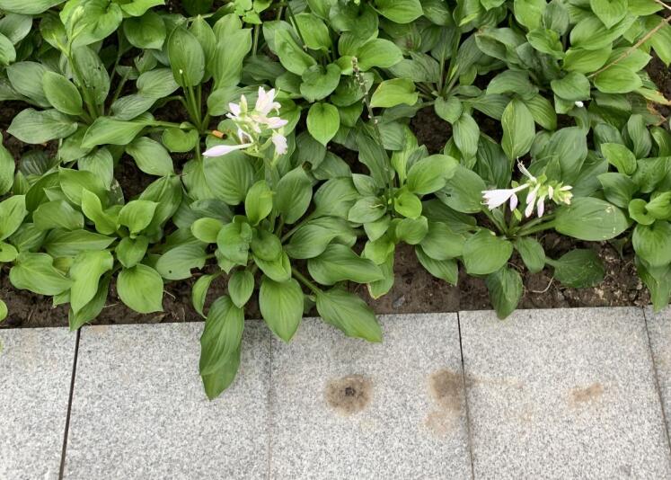 田七和三七有什么區別,三七多少錢一斤?