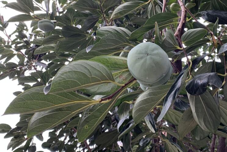 人參果怎么吃要削皮嗎?人參果的功效與作用