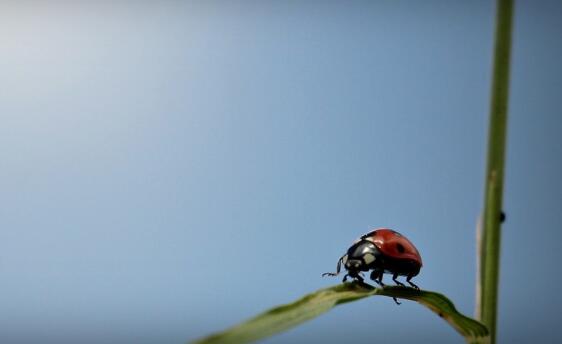 哈密瓜的功效與作用,哈密瓜是熱性還是涼性?