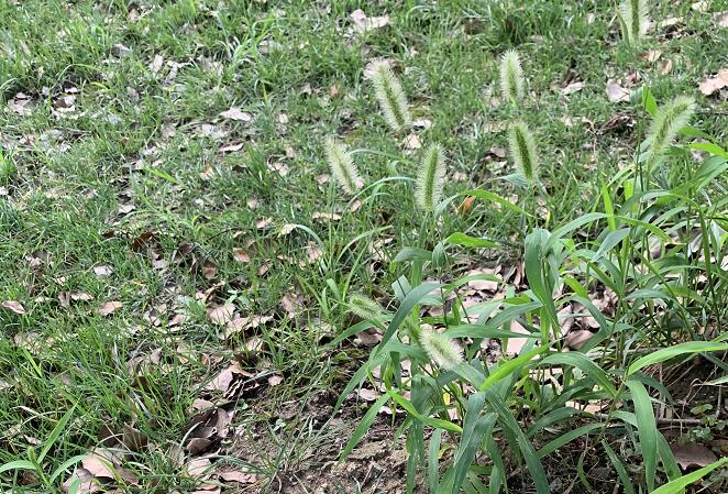 姬存希的護膚品怎么樣?姬存希養森瘦瘦包有效嗎?