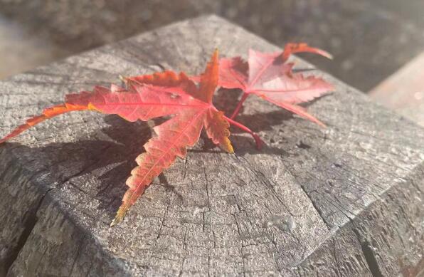 打一針干細胞多少錢?自體脂肪隆胸多久定型?