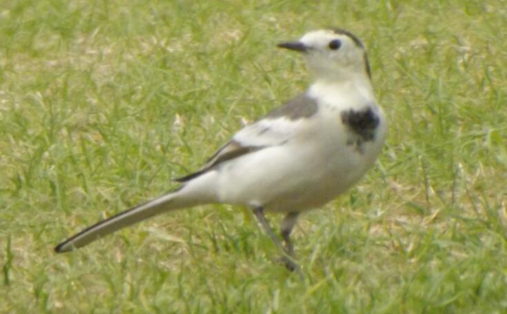 �N�μ���С������,С��������_�g�Ķ�Ū