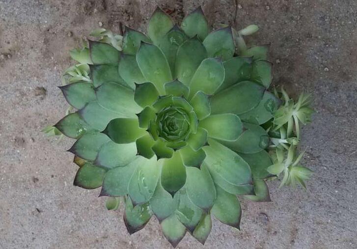 蘆薈的功效與作用,蘆薈可以直接涂在臉上嗎?