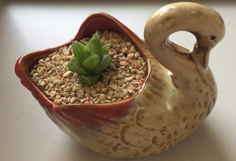 蘆薈可以直接涂在臉上嗎?蘆薈的功效與作用