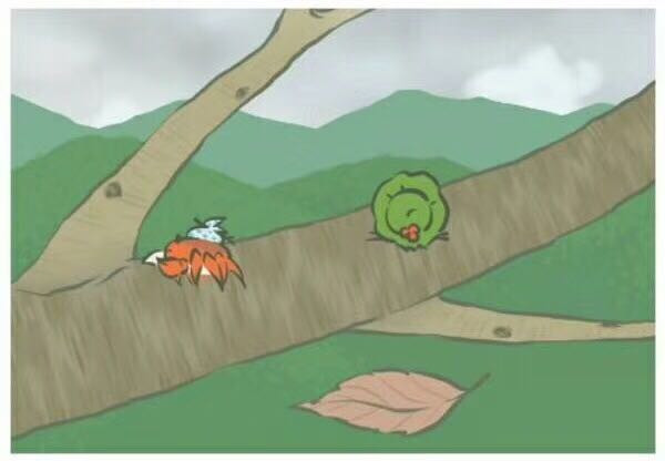 雪蓮果的作用與功效,雪蓮果能減肥嗎?