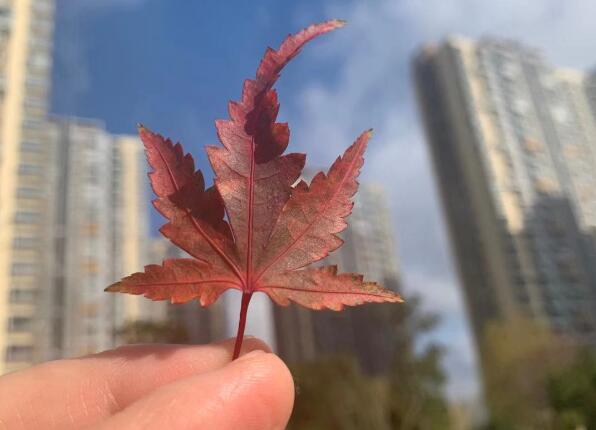 車曉的個人簡介,車曉現任老公個人資料