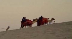 卡塔爾游客多到駱駝加班,卡塔爾世界杯沙特后衛對梅西放狠話